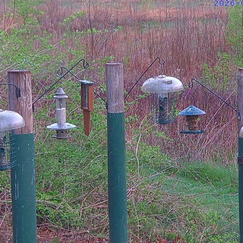 Bird Feeders in Monarch Habitat, Columbus, Ohio