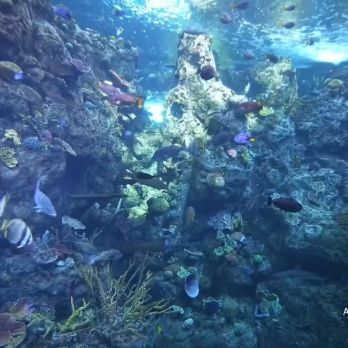 Tropical Reef Aquarium Live Stream