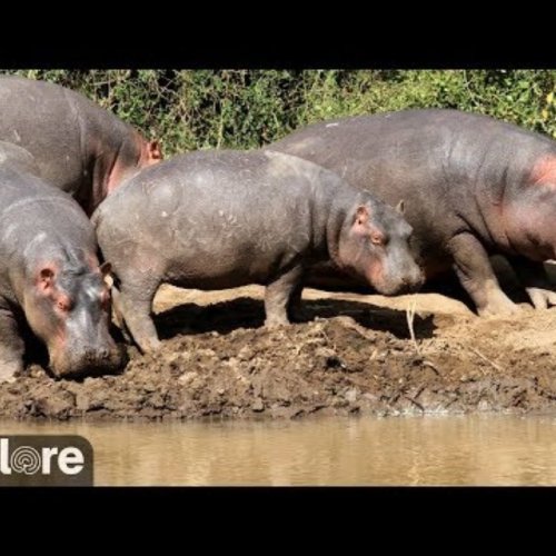 Live African Watering Hole Webcam: Laikipia Wildlife, Kenya