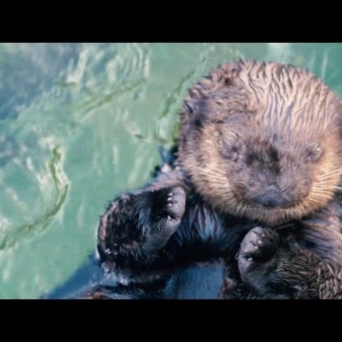 Sea Otter Pool Live Stream at Vancouver Aquarium