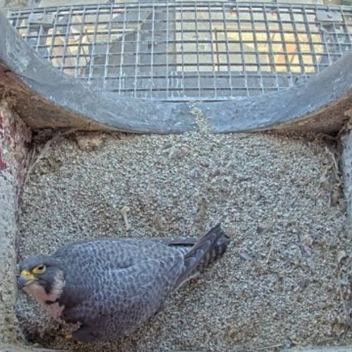 Peregrine Falcon Nest Lokeren Live Camera | Watch the Raptor's Daily Life