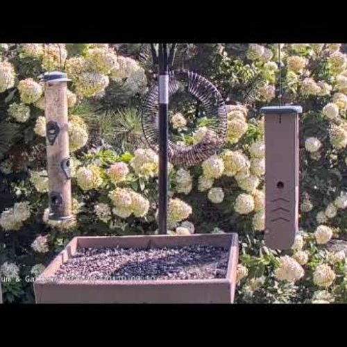 Live Bird Feeder Webcam in Douglass, Iowa: Watch Wild Birds Up Close