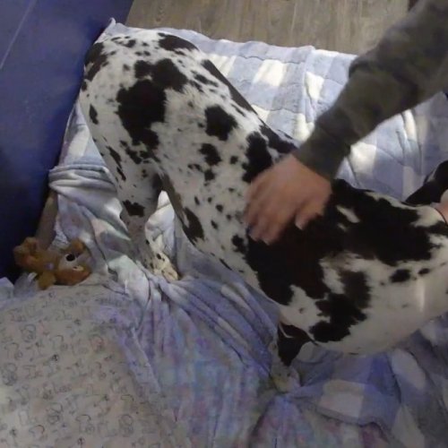 NEC Puppy Room | Dog Bless You | Cams