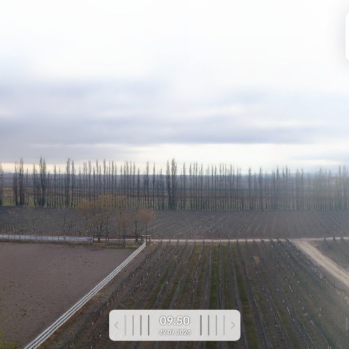 Finca La Anita Mendoza Live Webcam: Vineyards & Andes Foothills