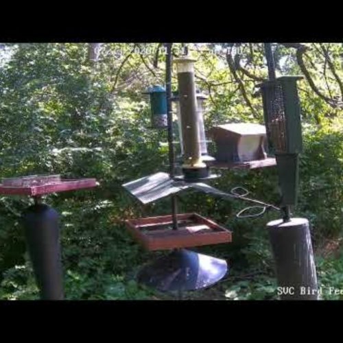 Saint Vincent College Bird Feeder Live Cam | Latrobe Wildlife Observation