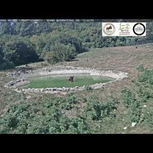 Live Brown Bear Sanctuary Webcam in Zărnești, Romania