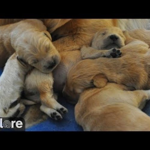 Live Puppy Cam: ECAD Service Dog Training in Winchester, USA
