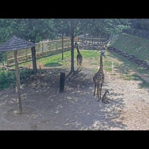 Giraffe Paddock At Greenville Zoo