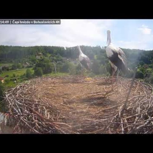 Stork Nest in Bohuslavice | Trutnov, Czechia