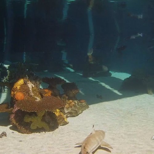 Shark Lagoon Live Cam: Aquarium of the Pacific in Long Beach