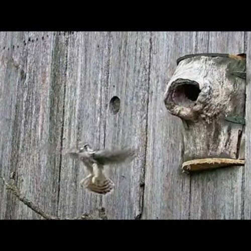 Fledglings Depart The American Kestrel Nest | Cornell Lab Bird