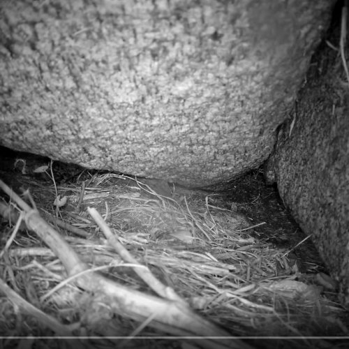 Live Puffin Burrow Cam: Witness Wildlife in An Ros, Ireland