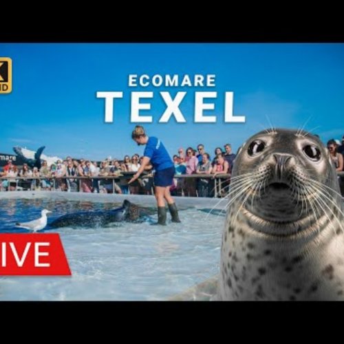 Ecomare Texel Live Webcam: Seals, Sea Birds & Wadden Sea Views