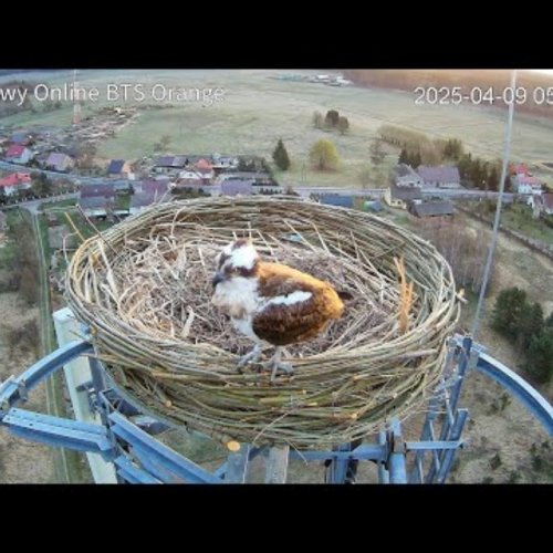 Osprey Nest at Barlinek, Poland - Live Bird's Eye View 🐦