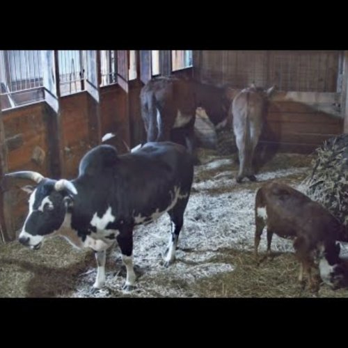 Goldy's Farm Donkeys Live Cam in Ipswich, Massachusetts