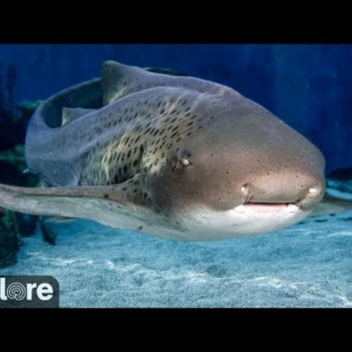 Aquarium Of The Pacific: Shark Lagoon Live Cam