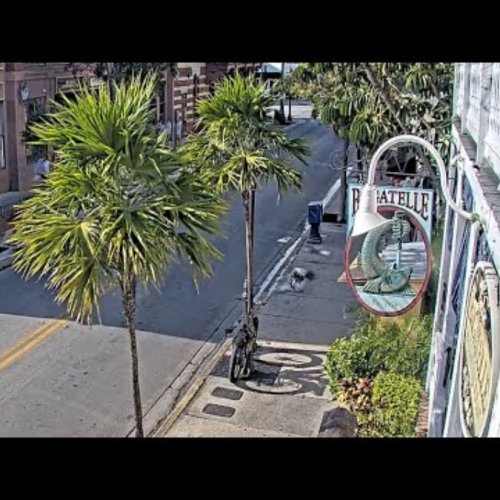 Duval Street Live Webcam: Key West, Florida's Heartbeat
