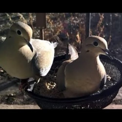 animal feeder №2 | prairie village, usa |