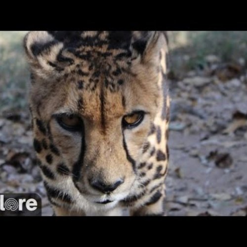 Hoedspruit Endangered Species Centre (HESC) Live Cheetah Cam