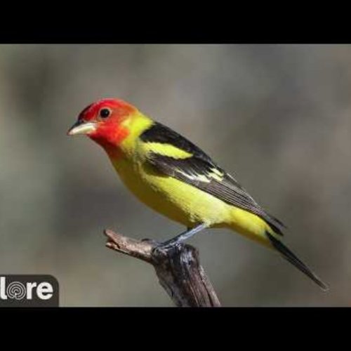 Sabo Viewing Area Live Camera | Hereford, AZ Wildlife Watch