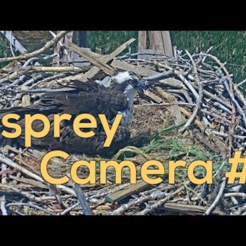 Boulder County Fairgrounds Osprey Nest Live Cam