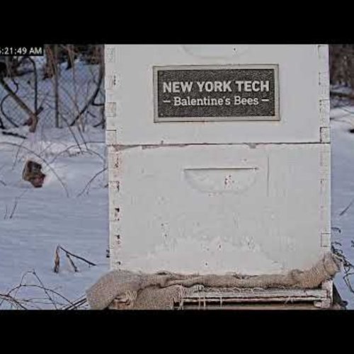 New York Tech Hank's Hives Live Webcam: Old Westbury Apiary
