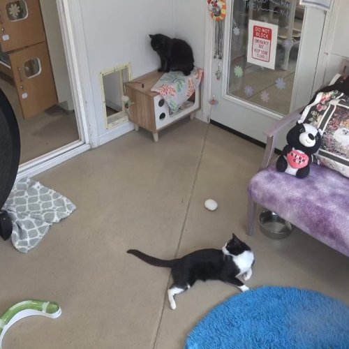 Kitten Rescue FEV - Live Cam