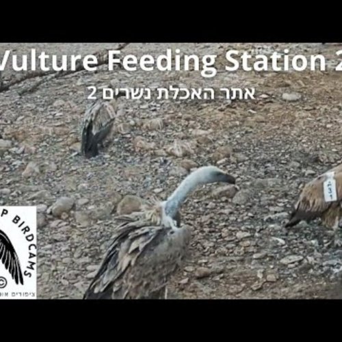 Live Vulture Feeding Station Webcam at Hula Nature Reserve, Israel