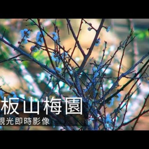 Jiaobanshan Plum Orchard Live Webcam: Fuxing, Taiwan Blooms