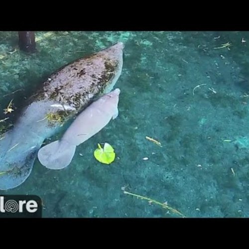 Silver Springs Manatee & Wildlife Live View