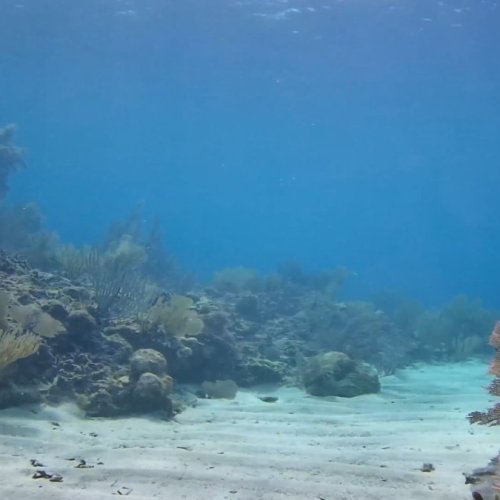 Utopia Village Reef Channel Live Underwater Camera