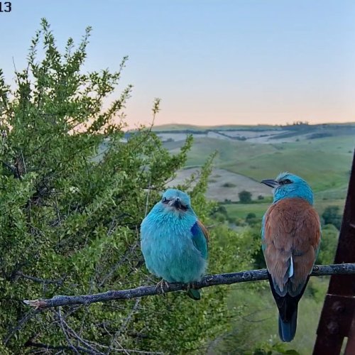 Monte Romano European Roller Live Webcam: Watch Exotic Birds in the Italian Countryside