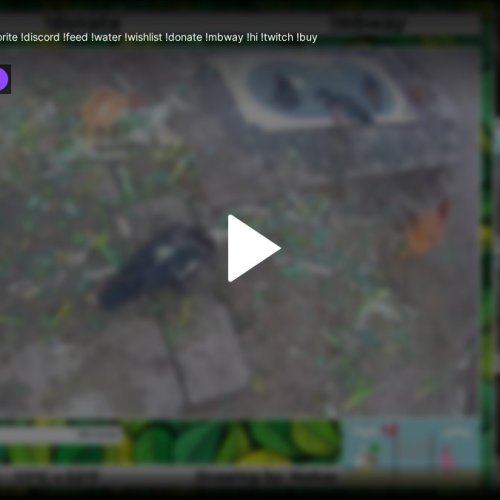 One Portuguese Farm Live Webcam in Aveiro 🇵🇹