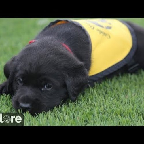 Guide Dogs Nursery Live Camera: Watch Puppies Grow Up in Los Angeles