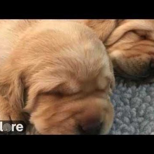Puppy Whelping Live Camera: Warrior Canine Connection | Blackrock Hills
