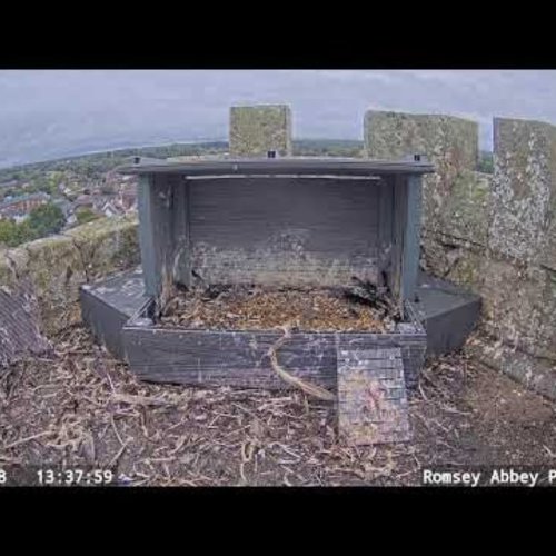 Romsey Abbey Peregrine Falcon Nest Live Stream