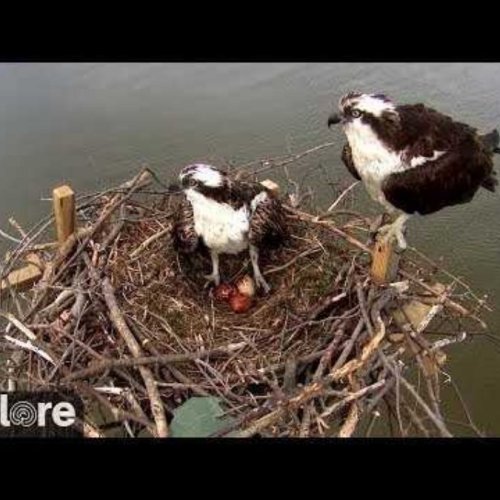 Annapolis Osprey Nest Live Webcam: Watch the Birds of Prey