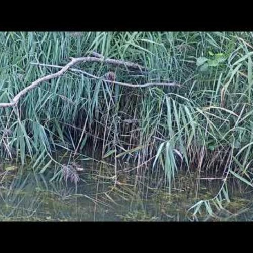 Waibstadt Nature Stream: Live Wetlands & Wildlife Views