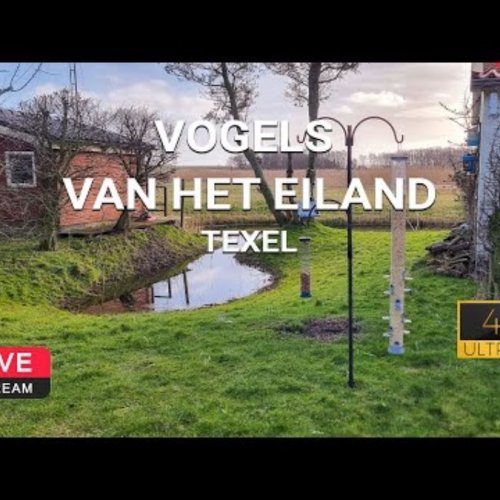 Live Bird Watching in De Cocksdorp, Texel - 4K