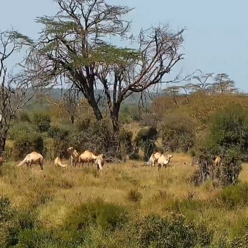 African River Wildlife