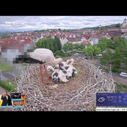 Experience The Storchennest In Bad Salzungen, Thüringen