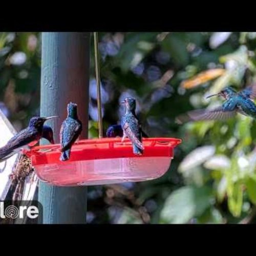 Hummingbird Feeder Webcam: Live View in Summit Park, Panama