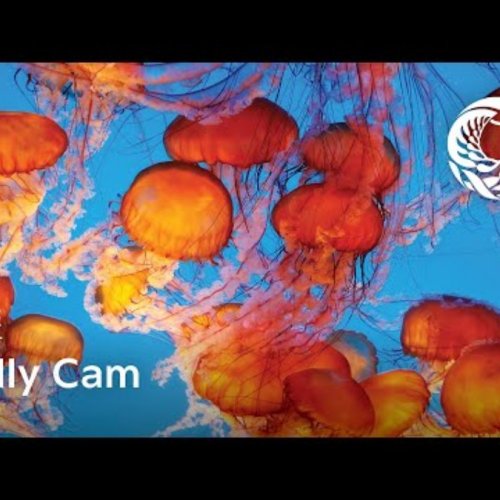 Monterey Bay Aquarium: Jelly Cam