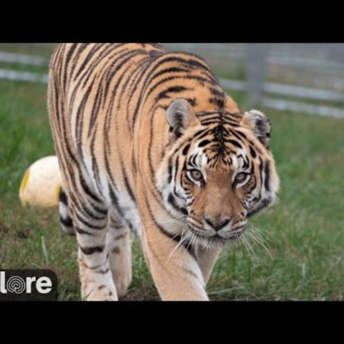 Jasmine The Tiger Live Cam | Portland, Oregon