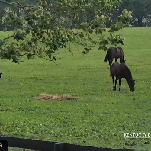 Kentucky Equine Adoption Center Foaling Shed Live View