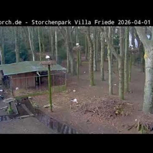 Elmeere Stork Park | Wyk auf Föhr, Germany | Live Cam