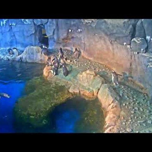Pittsburgh Zoo Penguin Cam - Live Penguin Habitat View