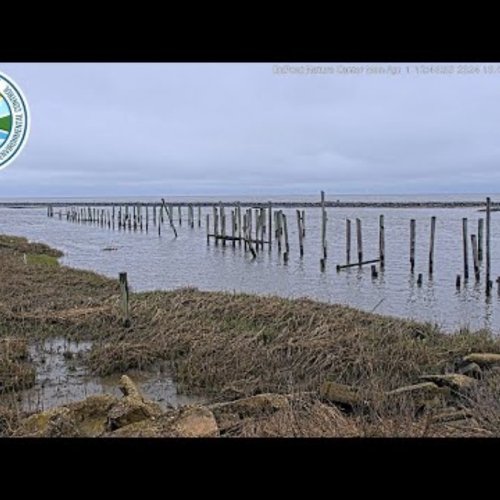 DuPont Nature Center Mispillion Harbor Live Webcam