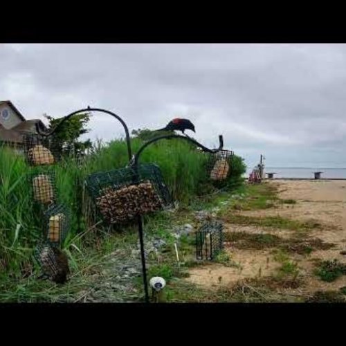 Somers Point Birdfeeder: A Live Look at Coastal New Jersey