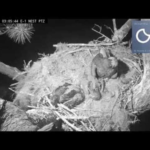 Kisatchie National Forest E-1 Nest Live Cam